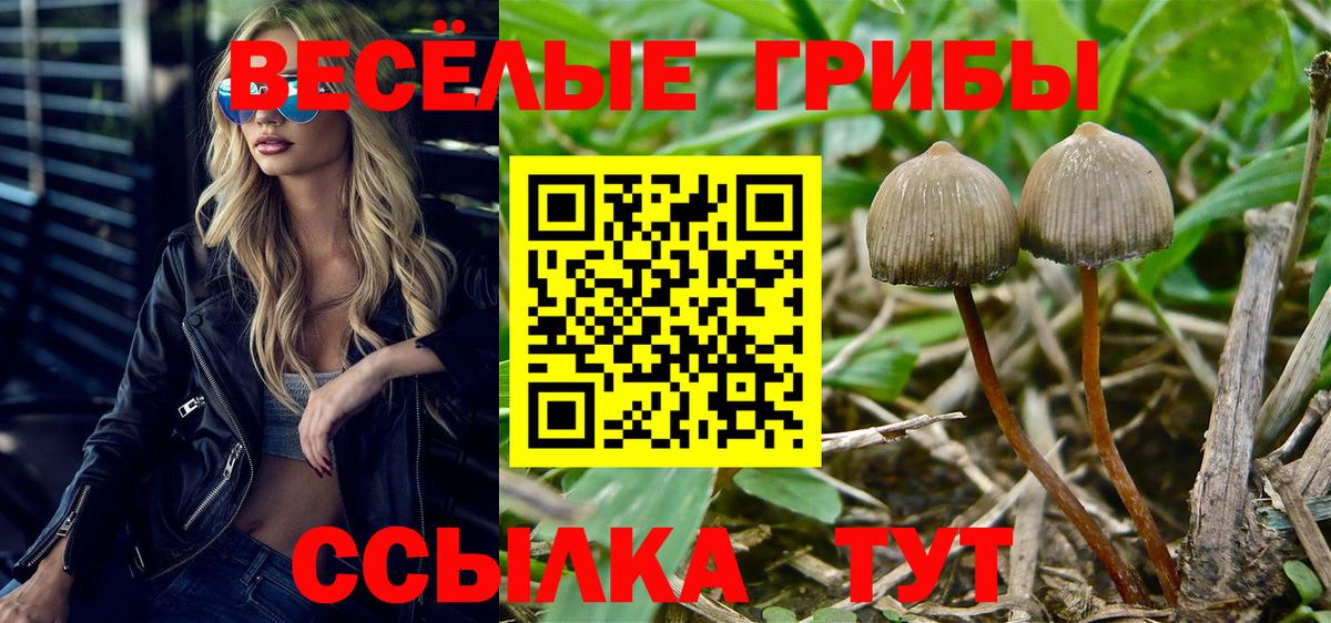 Гай  Псилоцибиновые грибы GOLDEN TEACHER  Вход с VPN  Галлюциногенные грибы Magic Shrooms 